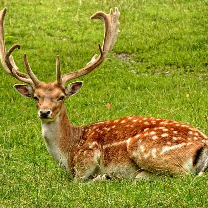A Fallow Deer With Antlers Resting Peacefully In A Lush Green Meadow.