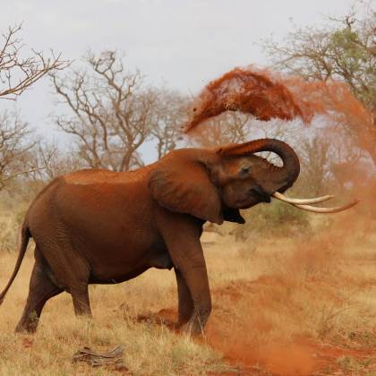 An African Elephant Playfully Throws Dust In A Vibrant Savanna Landscape.