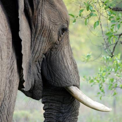 Detailed Side View Of An African Elephant With Tusk And Lush Greenery