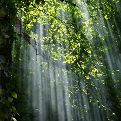 Sunbeams Radiate Through Lush Green Forest Leaves Creating A Serene Natural Scene.