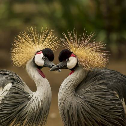 A Close Up Of Two Grey Crowned Cranes Displaying Elegant Plumage In A Natural Setting.