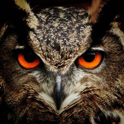 Intense Close Up Of An Owl Showcasing Its Vibrant Orange Eyes And Detailed Feathers.