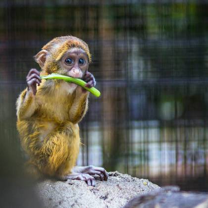Cute Baby Monkey Enjoying A Vegetable Snack, Showcasing Playful Wildlife Behavior In A Zoo.