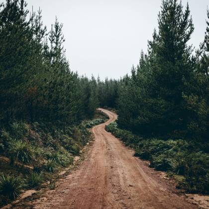 A Tranquil Dirt Road Meanders Through A Lush Green Conifer Forest, Conveying A Sense Of Peace And Adventure.