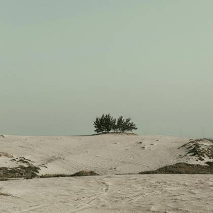 A Tranquil Desert Scene Featuring Sparse Trees Under A Clear Sky, Ideal For Serene And Minimalist Themes.