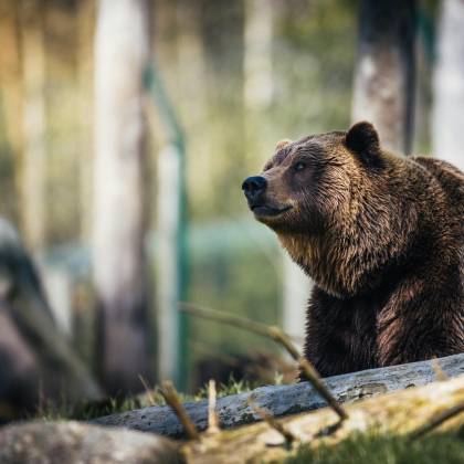 Close Up Of A Grizzly Bear Sitting Peacefully In A Forest Setting, Showcasing Its Powerful Presence.