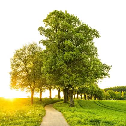 Idyllic Countryside Scene With A Sunlit Pathway Flanked By Lush Trees And Grass In Summer.