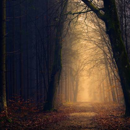 Explore The Serene Beauty Of A Misty Forest Path At Dawn Surrounded By Autumnal Trees.