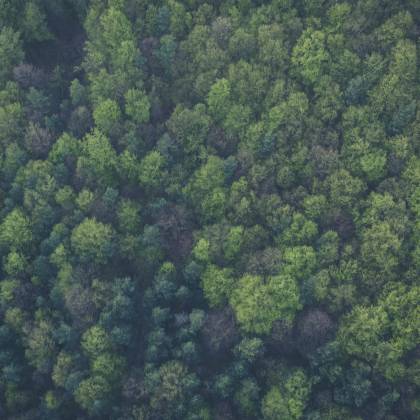 A Dense, Vibrant Forest Seen From Above, Showcasing Lush Green Foliage And Natural Beauty.