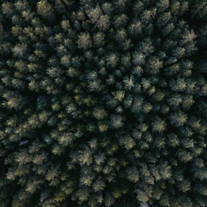 Explore The Intricate Patterns Of A Dense Forest Seen From Above In This Drone Shot.
