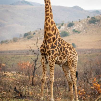 A Towering Giraffe Stands Proudly In The African Savanna, With A Backdrop Of Rolling Hills And Vegetation.