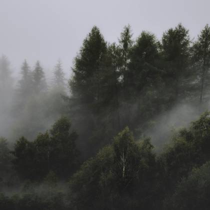 Serene View Of A Mist Covered Forest With Tall Coniferous Trees And Thick Fog.