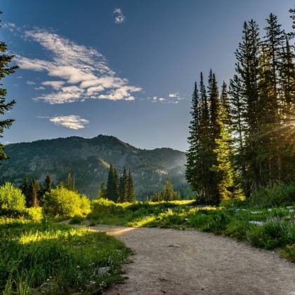 A Scenic View Of A Sunlit Pathway Through A Lush Forest Near Salt Lake City, Utah.