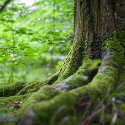 Close Up Of A Moss Covered Tree Trunk In A Vibrant Green Forest, Showcasing Natural Beauty.