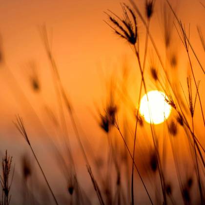 Silhouetted Grass Against A Stunning Orange Sunset In A Rural Landscape.