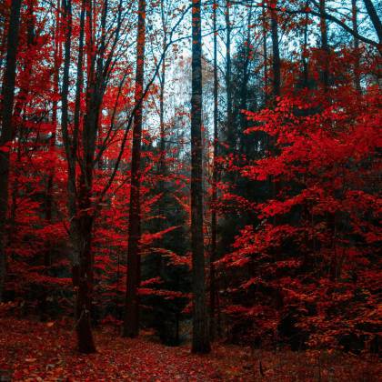 Stunning Autumn Forest With Vivid Red Leaves Highlighting The Beauty Of Fall.
