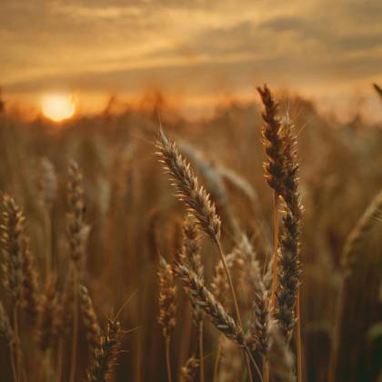 Close Up Of A Wheat Field Captured During A Beautiful Sunset, Showcasing Golden Hues.