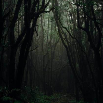 Eerie And Atmospheric Dark Forest With Towering Trees Creating A Mysterious Ambiance. Perfect For Nature Photography Lovers.