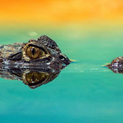 A Crocodile Eye Peeks Above Water With Vibrant Reflections, Emphasizing Its Predatory Nature.