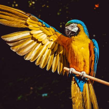 A Stunning Blue And Yellow Macaw With Wings Spread, Perched Gracefully On A Wooden Stick.