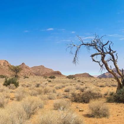 Beautiful Arid Desert Scene With Dried Tree And Mountains Under A Clear Blue Sky.