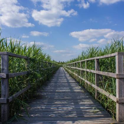 A Scenic View Of A Wooden Boardwalk Through A Vibrant Marshland Under A Blue Sky Dotted With Clouds.