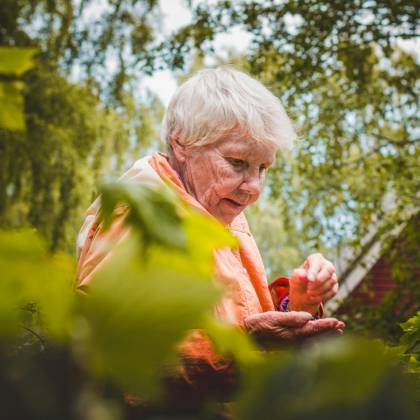 A Senior Woman Enjoying Leisure Time Picking Leaves In A Lush Garden Setting.