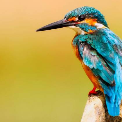 Close Up Of A Colorful Kingfisher Perched Against A Warm Background.
