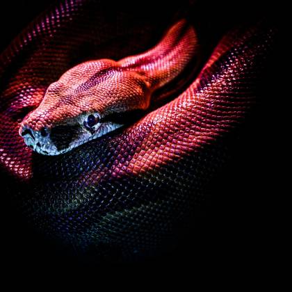 Striking Image Of A Red Bellied Python Showcasing Its Vibrant Scales In Dramatic Lighting.