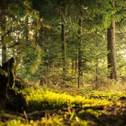 Explore The Peaceful Coniferous Forest Of Zagorje Ob Savi With Sunlight Filtering Through The Trees.