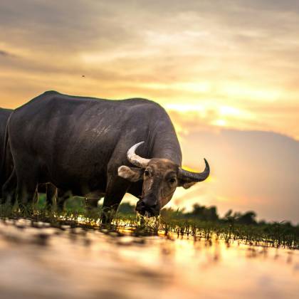 Majestic Water Buffalos Grazing In A Serene Field At Sunset, Showcasing Traditional Rural Life.