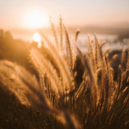 Sunrise Over A Wheat Field With Golden Light And Serene Countryside View.
