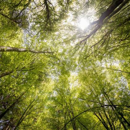 Sunlit View Of Green Trees In A Forest Looking Upwards, Captured In Daylight.