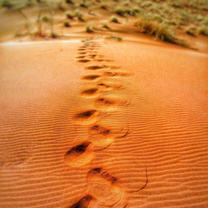 Explore A Mesmerizing Trail Of Footprints Across A Vast Sandy Desert Landscape.