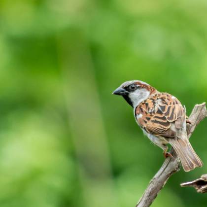 Detailed Capture Of A House Sparrow Perched On A Branch Against A Blurred Green Background.