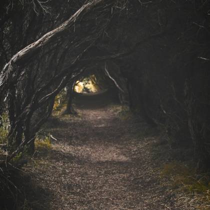 Eerie Forest Pathway Surrounded By Dense, Shadowy Woods Creating A Tunnel Like Ambience.
