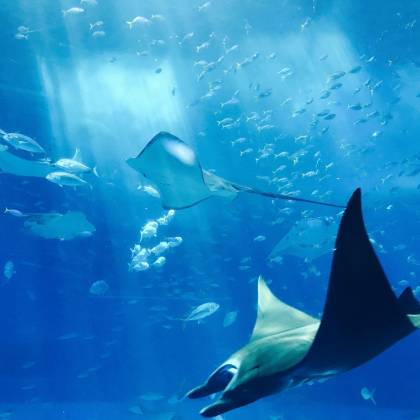 Stunning Underwater Image Showcasing Stingrays Gliding Gracefully Amidst A Shoal Of Fish, Illuminated By Sunrays.