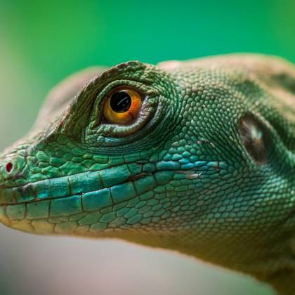 Detailed Close Up Of A Vibrant Green Lizard Showcasing Its Scales And Eye In A Tropical Setting.