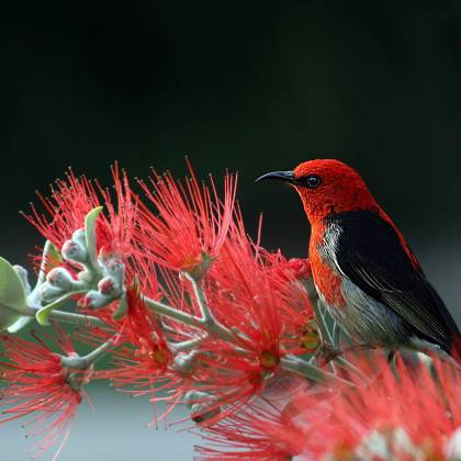 Close Up Of A Scarlet Honeyeater Perched On Vibrant Red Flowers, Showcasing Nature's Vivid Colors.