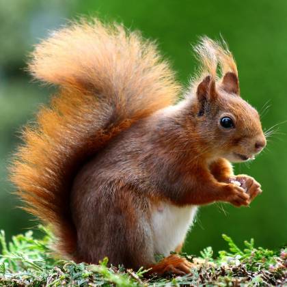 Close Up Of A Charming Red Squirrel In Natural Habitat, Showcasing Its Vibrant Fur And Curious Expression.